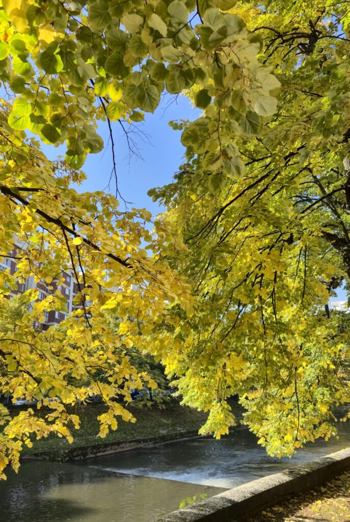 Miljaçka nehrinde sonbahar