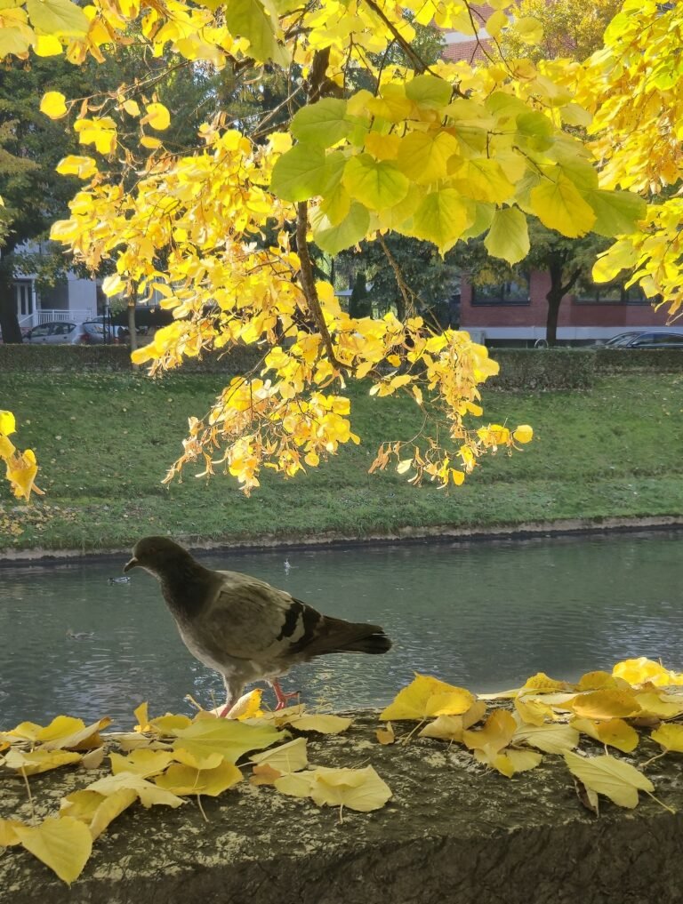 Miljaçka nehri kenarından güvercinler
