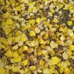 Miljaçka nehrinde sonbahar