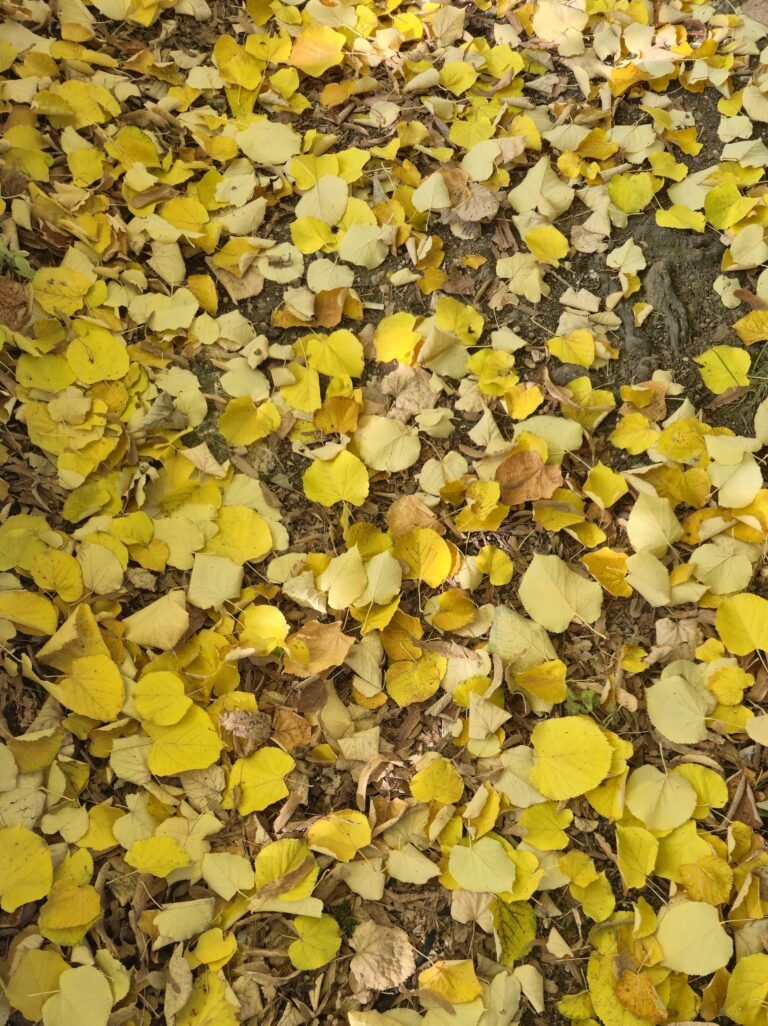 Miljaçka nehrinde sonbahar