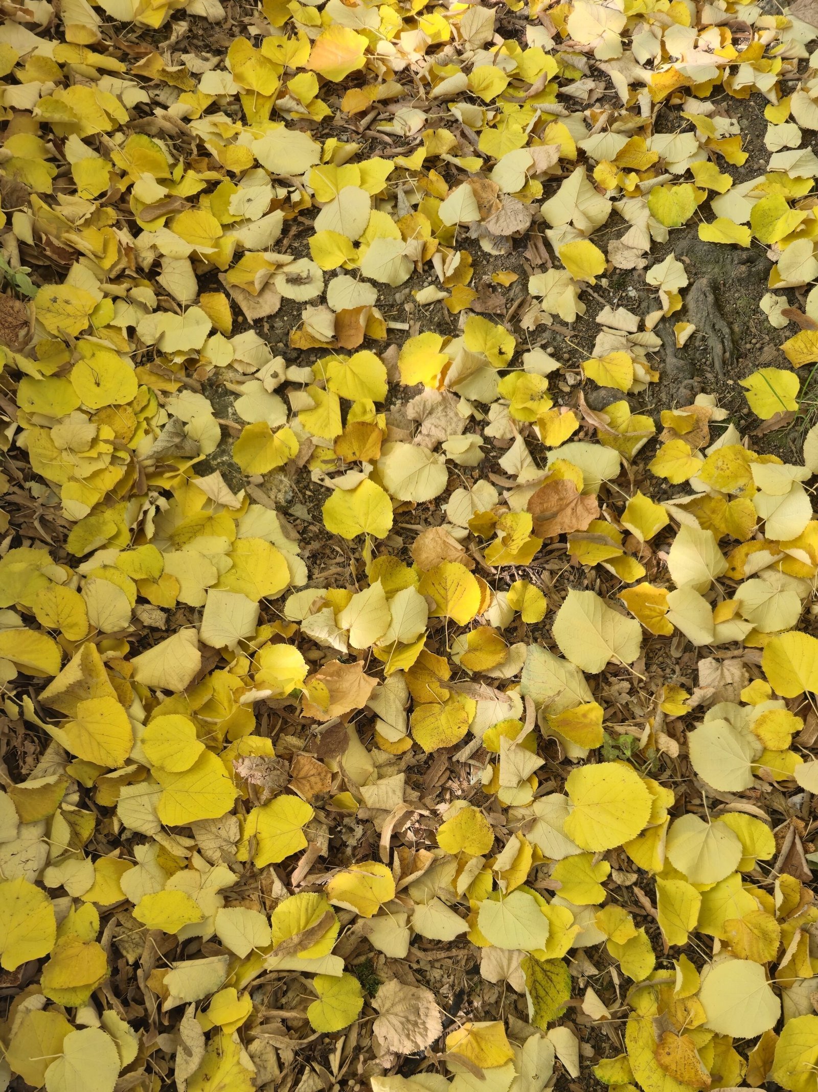 Miljaçka nehrinde sonbahar